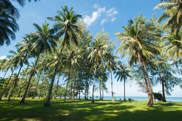 Coconut palm trees perspective view - Foto, imagen
