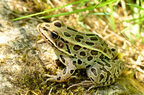 Lampart żaba - Zdjęcie, obraz