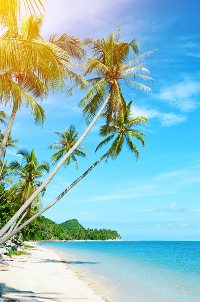 Тропический пляж в Таиланде - отдых фон
 - Фото, изображение