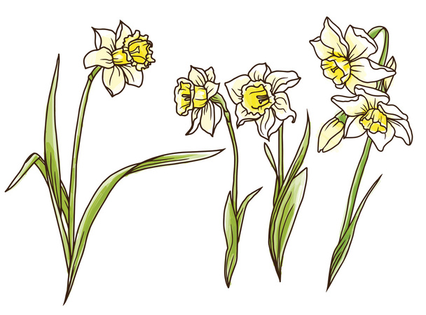 Set of beautiful narcissus flowers in hand drawn style - Vetor, Imagem