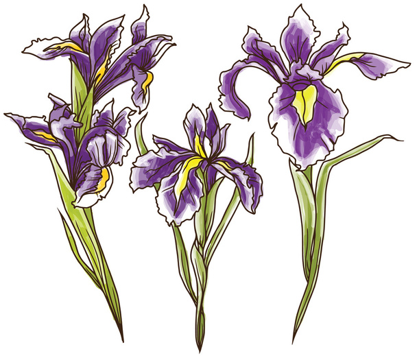 Set of beautiful irises flowers in hand drawn style - Vecteur, image