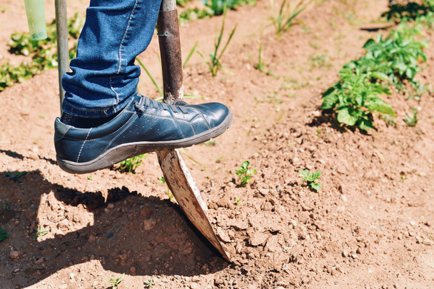 jonge boer man graven in een biologische boomgaard - Foto, afbeelding