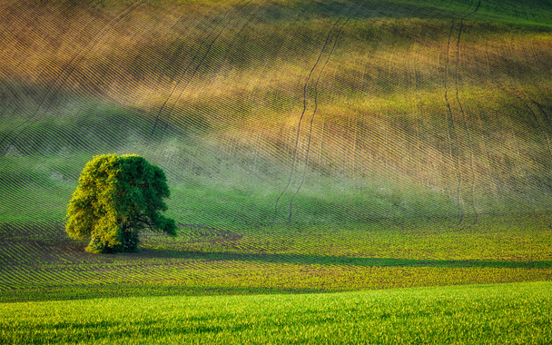a felszántott mező magányos fa - Fotó, kép
