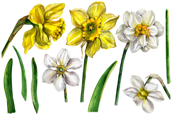Watercolor Narcissus Flower Elements  on white. - Fotó, kép