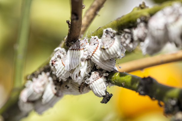 Pest mealybug closeup on the citrus tree. - Photo, Image