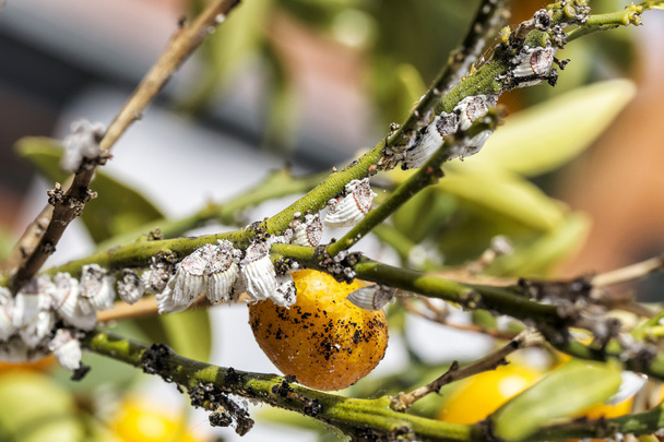 柑橘類の木に害虫コナカイガラムシのクローズ アップ. - 写真・画像