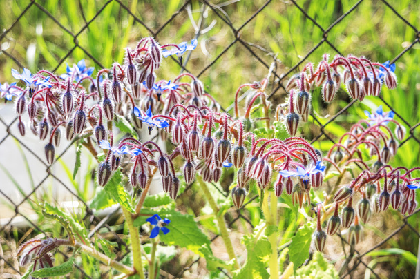 Luonnonvarainen tai niitty-geranium (geranium pratense) rautasilmäisen havaksen taustalla
. - Valokuva, kuva