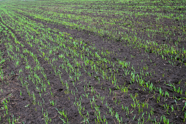 ein Bauernfeld mit grünen Sprossen aufgestiegen Getreide. - Foto, Bild