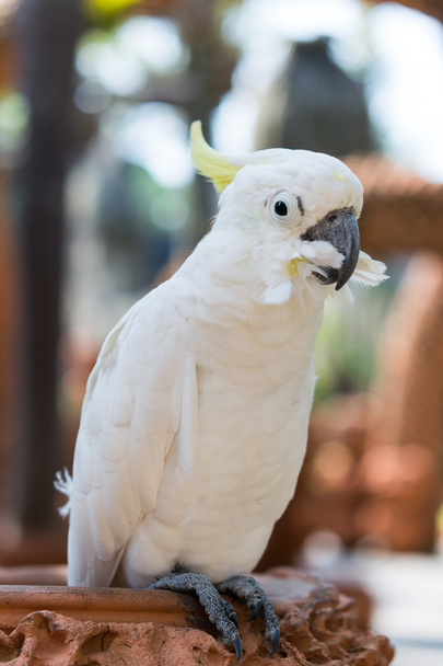 Güzel beyaz kakadu - Fotoğraf, Görsel