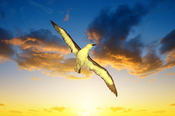 Albatrosz (Diomedea exulans vándor) - Fotó, kép