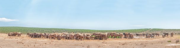Más de 200 elefantes esperando para beber
  - Foto, Imagen