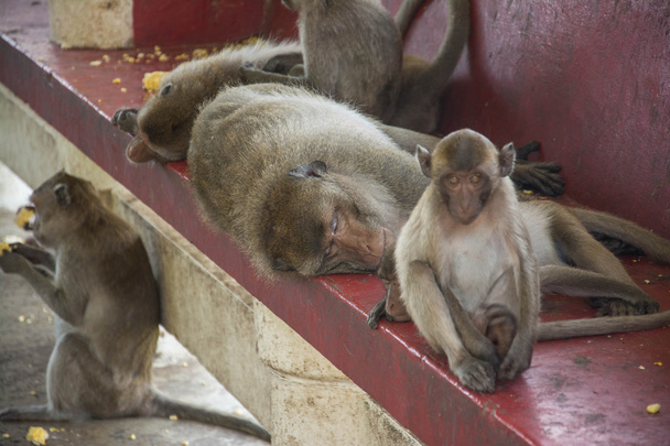 monkey family in thailand. - Zdjęcie, obraz