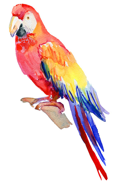 Pájaro loro colorido
  - Foto, imagen