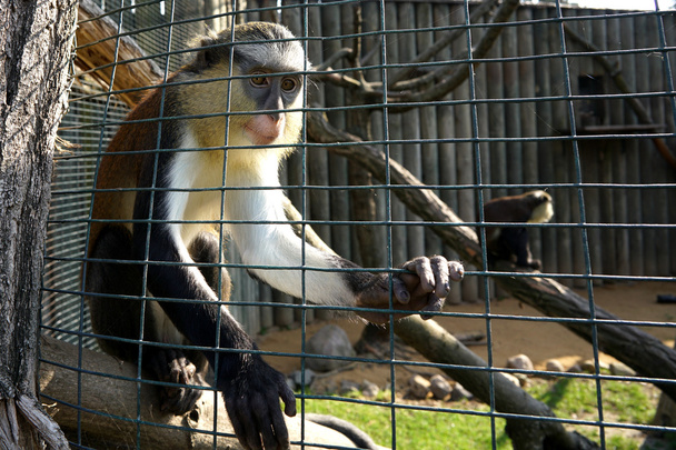 caged monkey in a zoo - Photo, image