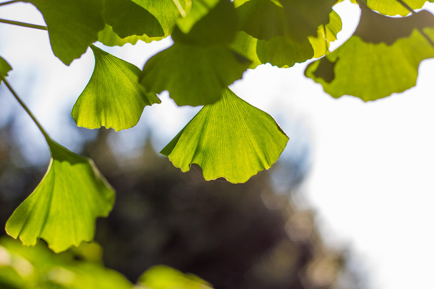 Leaves of Gingko biloba - Photo, Image