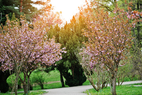 Pavimento in parco con ciliegi in fiore e luce del sole
 - Foto, immagini