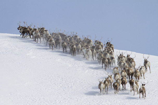 stado reniferów bieganie wokół góry zimą słoneczny dzień - Zdjęcie, obraz