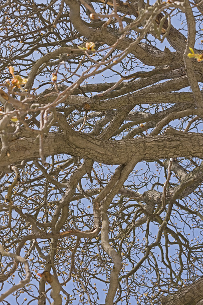 Sękate drzewo Abstrakcja - Zdjęcie, obraz