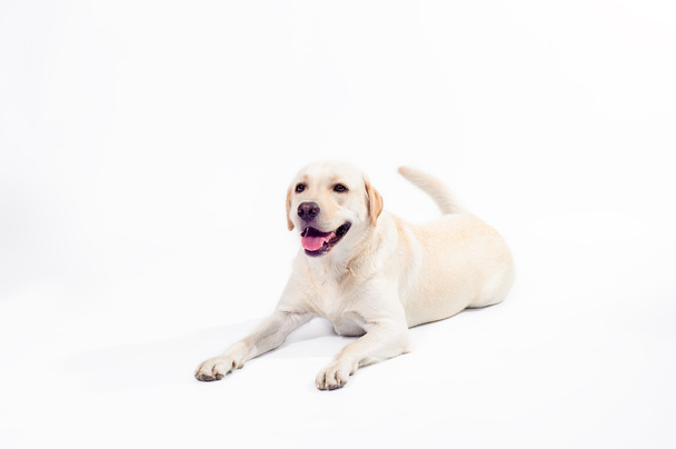 golden labrador - retriever on a white background - Foto, Bild