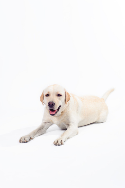 golden labrador - retriever on a white background - 写真・画像