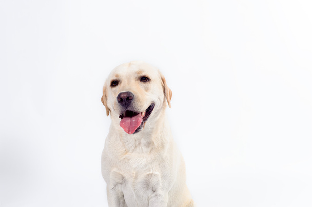 labrador dorato - recuperatore su sfondo bianco
 - Foto, immagini