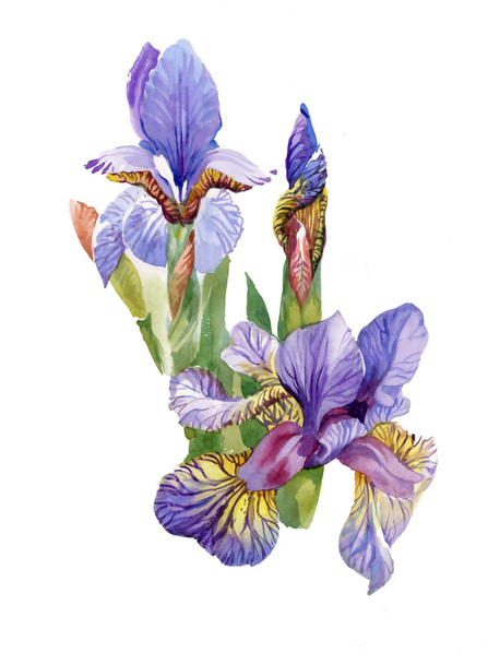 Watercolor blooming iris flowers - Fotoğraf, Görsel