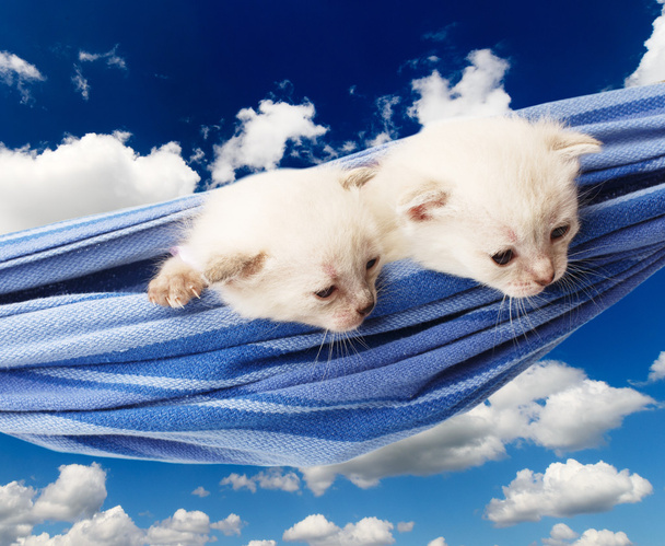 Cute white kittens in hammock isolated at blue sky - Photo, Image