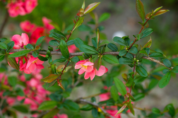 chinese quince flowers - 写真・画像