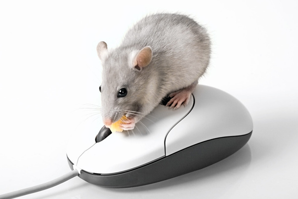 灰色のマウス - 写真・画像