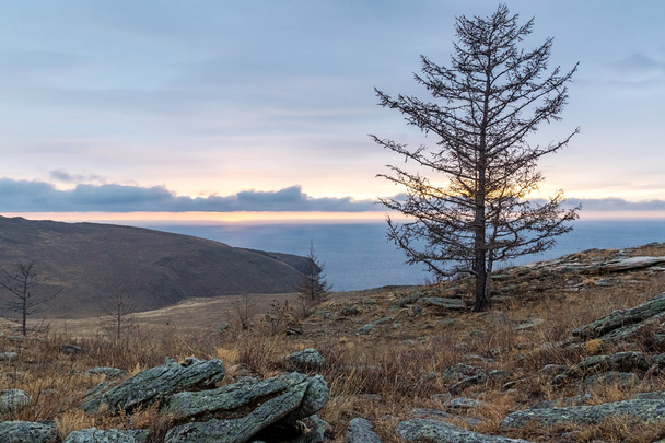 Lonely tree in the steppe - Φωτογραφία, εικόνα