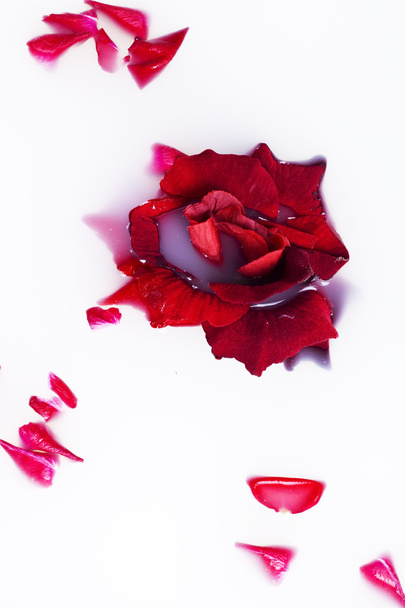 Rose-petals - Fotoğraf, Görsel