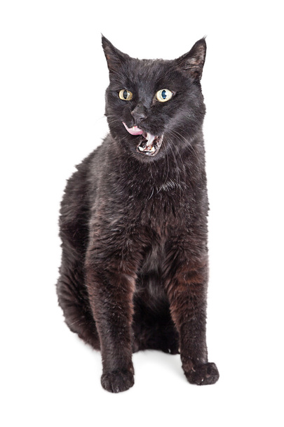 黒い猫なめる唇 - 写真・画像