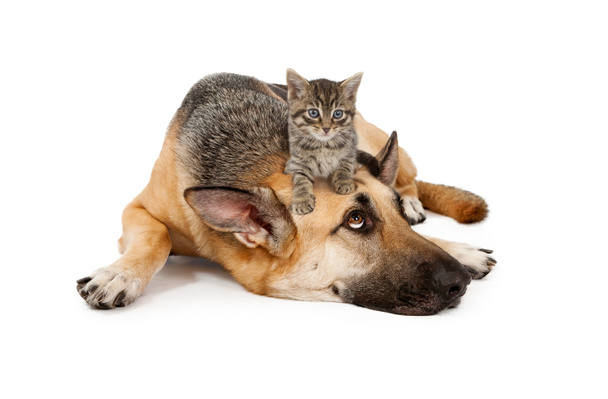 Jungtier liegt auf Schäferhund - Foto, Bild