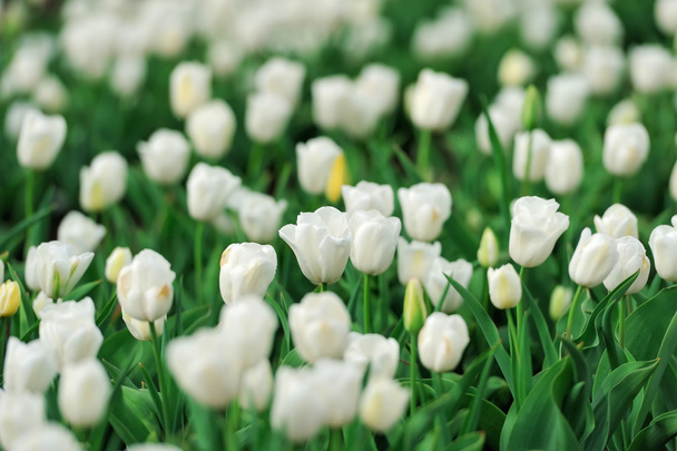 Tulips in spring field - Foto, Imagem
