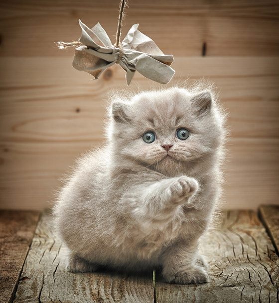 hermoso británico largo pelo gatito
 - Foto, imagen