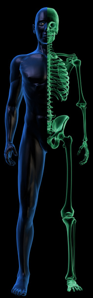 Corpo umano traslucido e scheletro a raggi X su nero
 - Foto, immagini