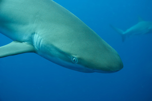 weißer Hai unter karibischem Meer - Foto, Bild