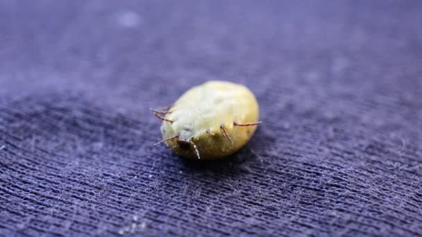Engorged hard tick filled with blood lies on its back - Footage, Video