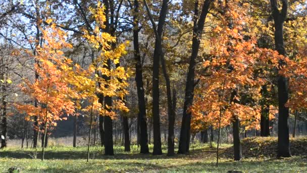 Hermosa caída de hojas en el parque de otoño o bosque soplado por el viento
 - Metraje, vídeo