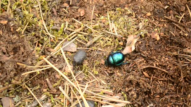 Vihreä dorka kuoriainen ryömii maassa metsässä pois kehyksestä
 - Materiaali, video