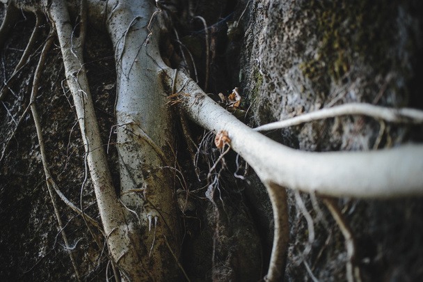 Old himalayan tree texture - Valokuva, kuva