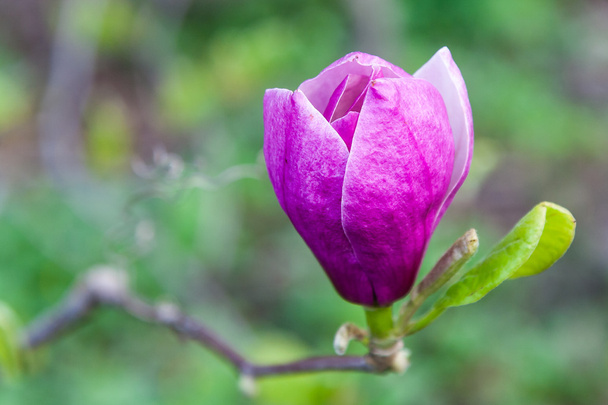 Magnolia virágzás tavasszal - Fotó, kép
