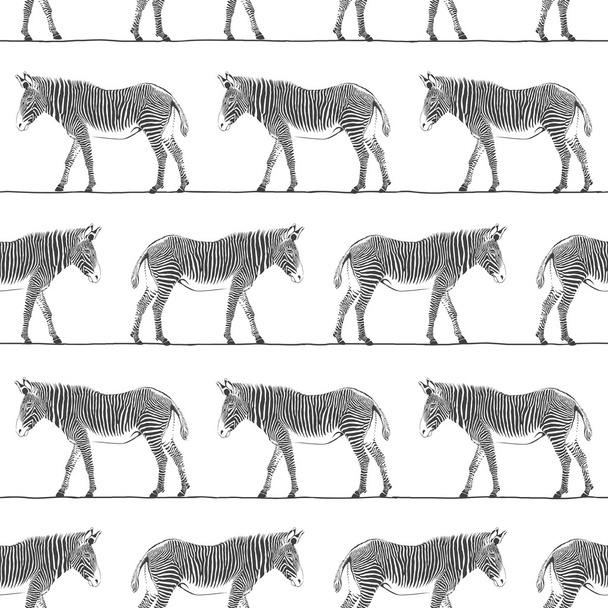 Zebras seamless pattern. Vector black and white background - Vector, Image