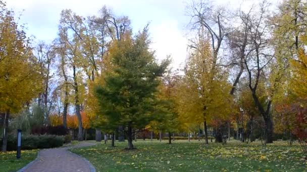 Sonbaharın güzel renkli park peyzaj - Video, Çekim