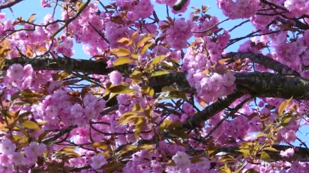 složení s květy růžovými sakura - Záběry, video