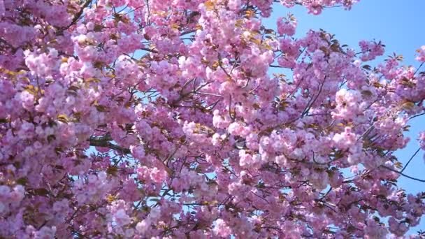 composition with pink sakura flowers - Footage, Video