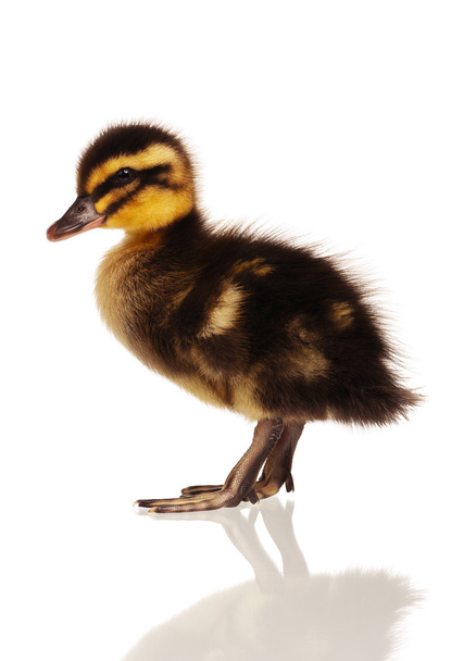 Domestic duckling isolated - Photo, Image