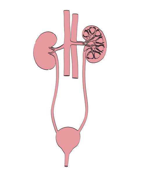 Desenho animado 2d ilustração do sistema urinário
 - Foto, Imagem