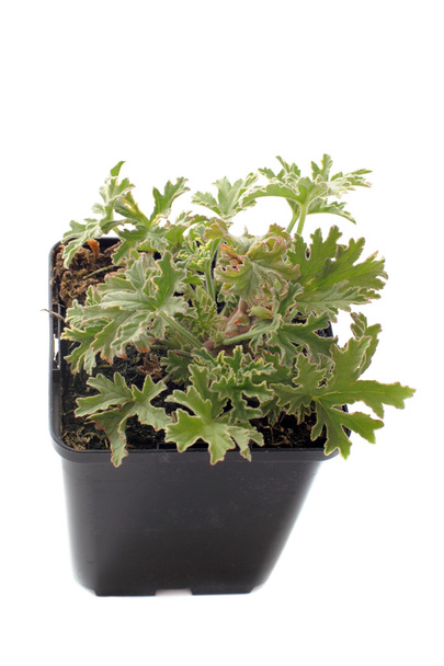 Pelargonium citronnellum - Fotografie, Obrázek