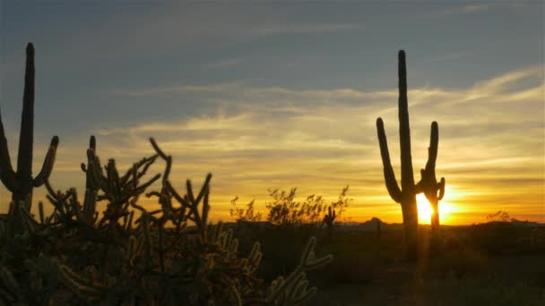 Sol de la tarde dorada brillando a través de cactus salvajes en desierto salvaje
 - Metraje, vídeo